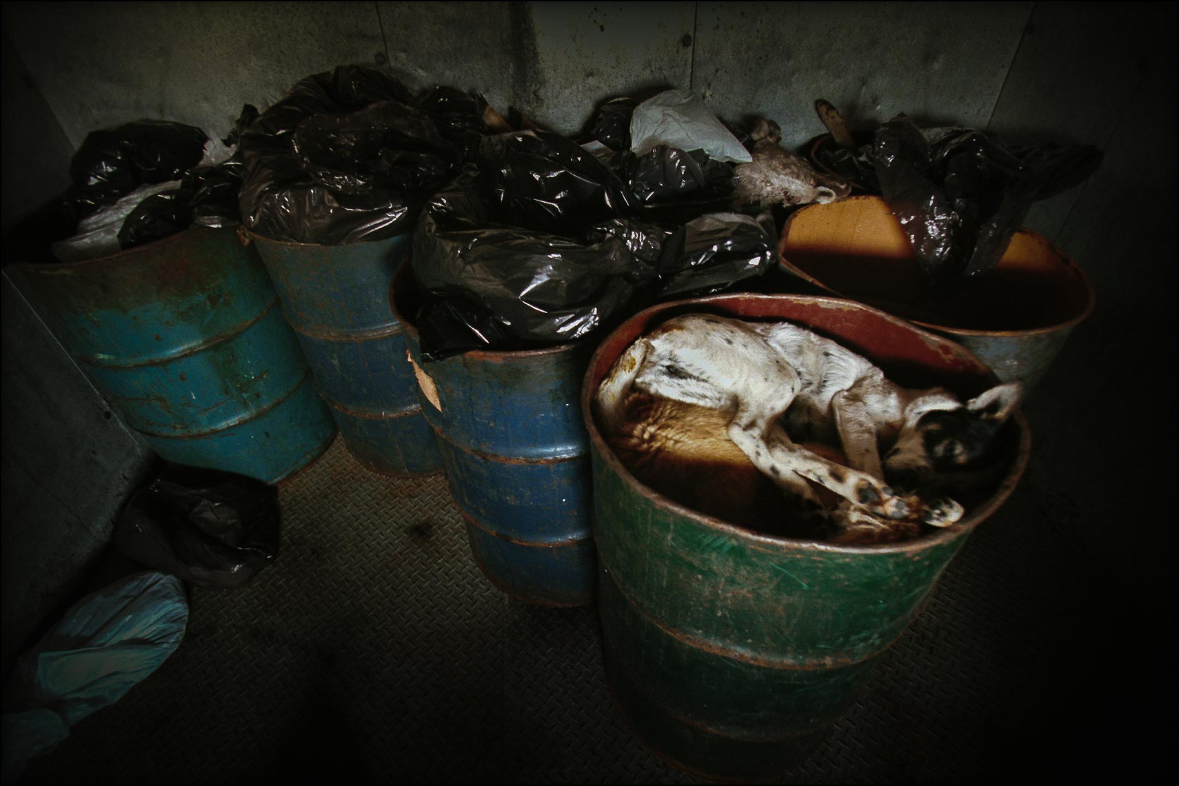 dozens of dead animals, cats dogs and deer, wait in the walk-in cooler to be composted
