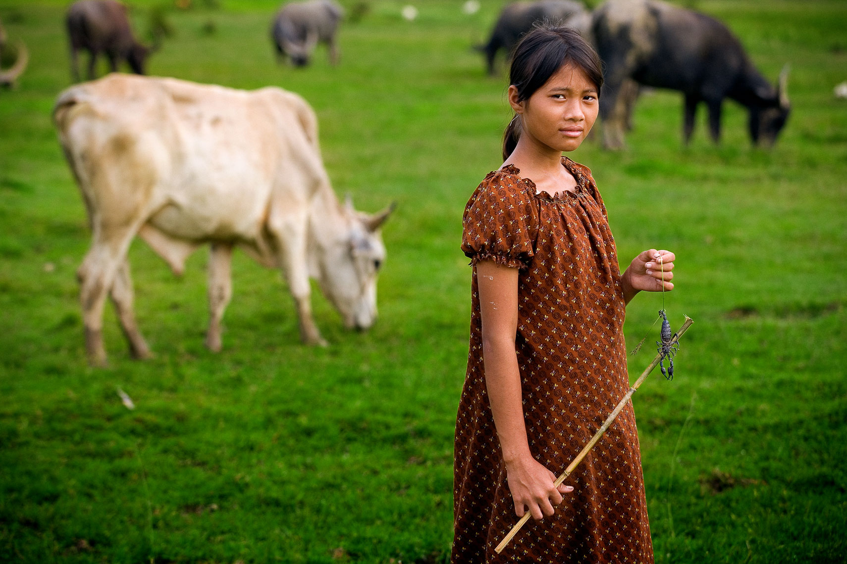 young burmese girl tends to cows and horses on farm in burma myanmar