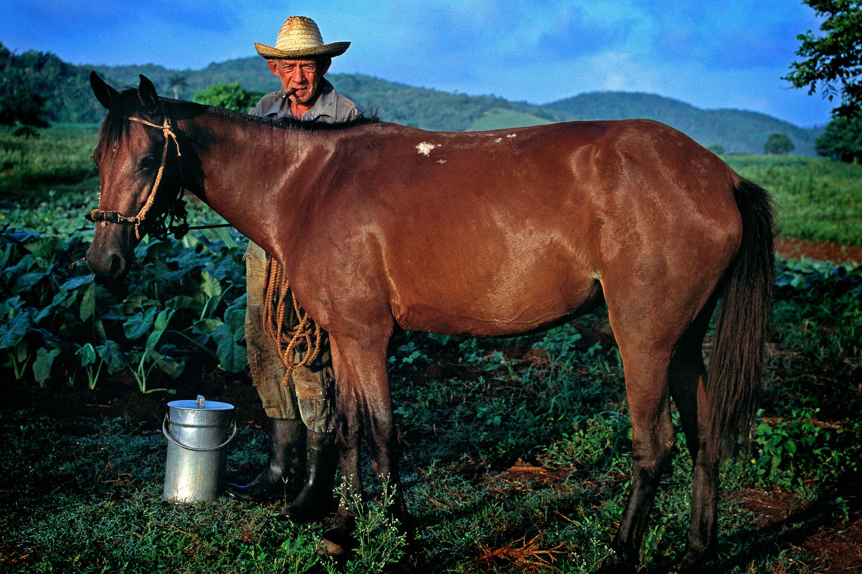 cuban vaquero with horse in pinar del rio province of cuba