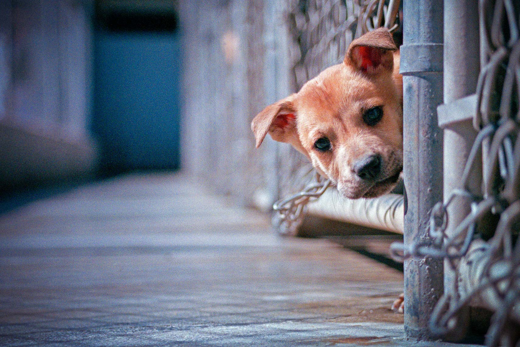 puppy sticks head through fence at santa barbara city animal shelter - california