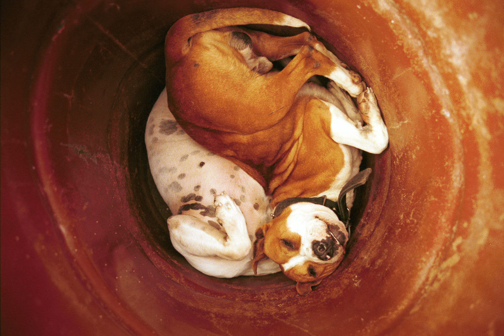 freshly dead dogs are placed in a 55-gallon drum barrel and refrigerated in a walk-in cooler before being composted.