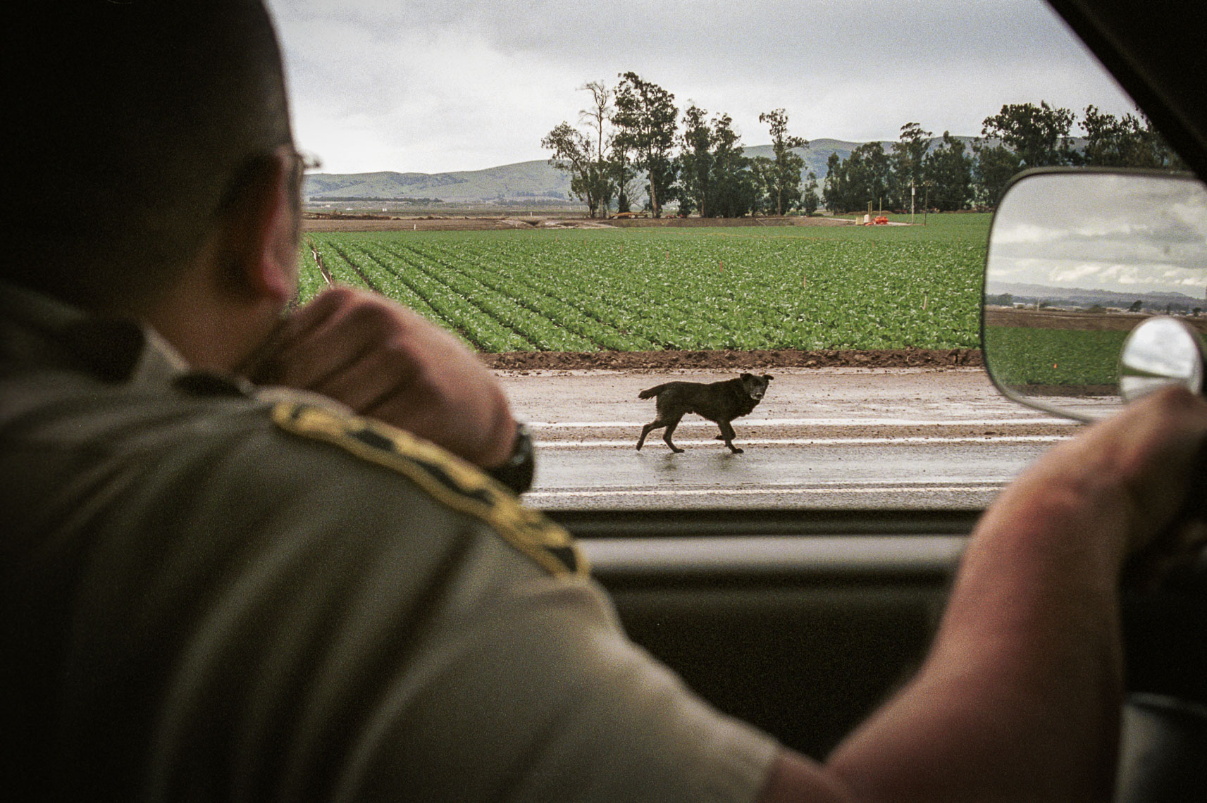 dog catcher stalks stay animal along rural road in santa barbara county - california