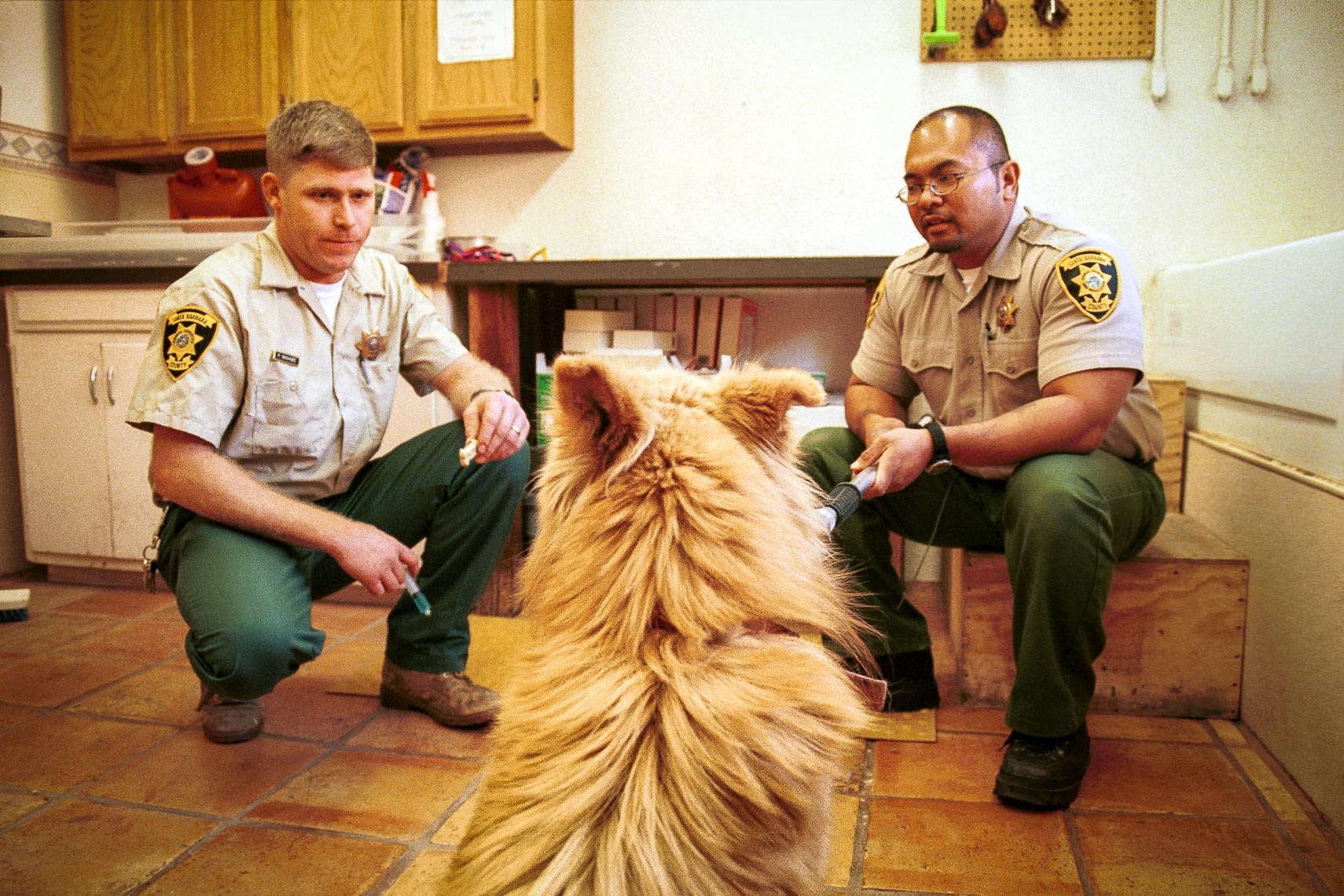 chow chow watches the dog catchers as they hold a dog cookie in one hand and a shot of pentobarbital in the other