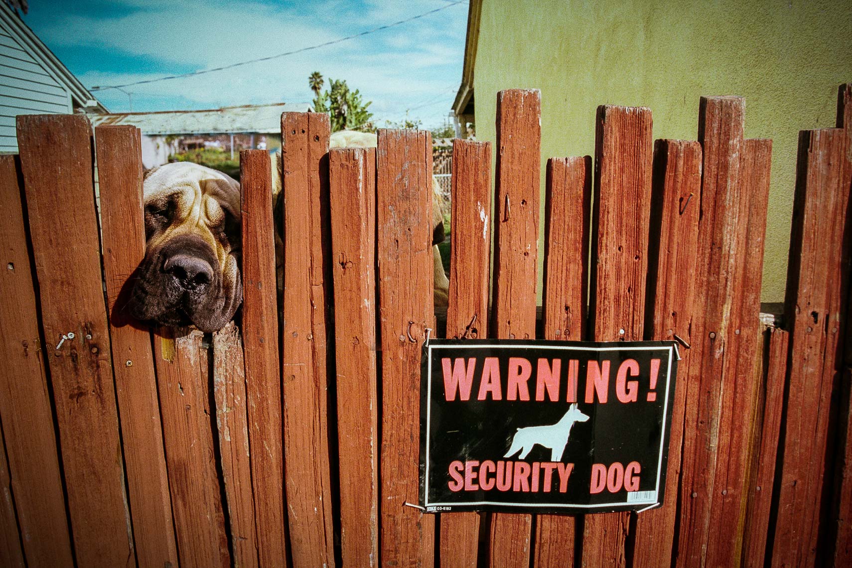 friendly dog peers over fence with warning security dog sign - dog catch dog pound