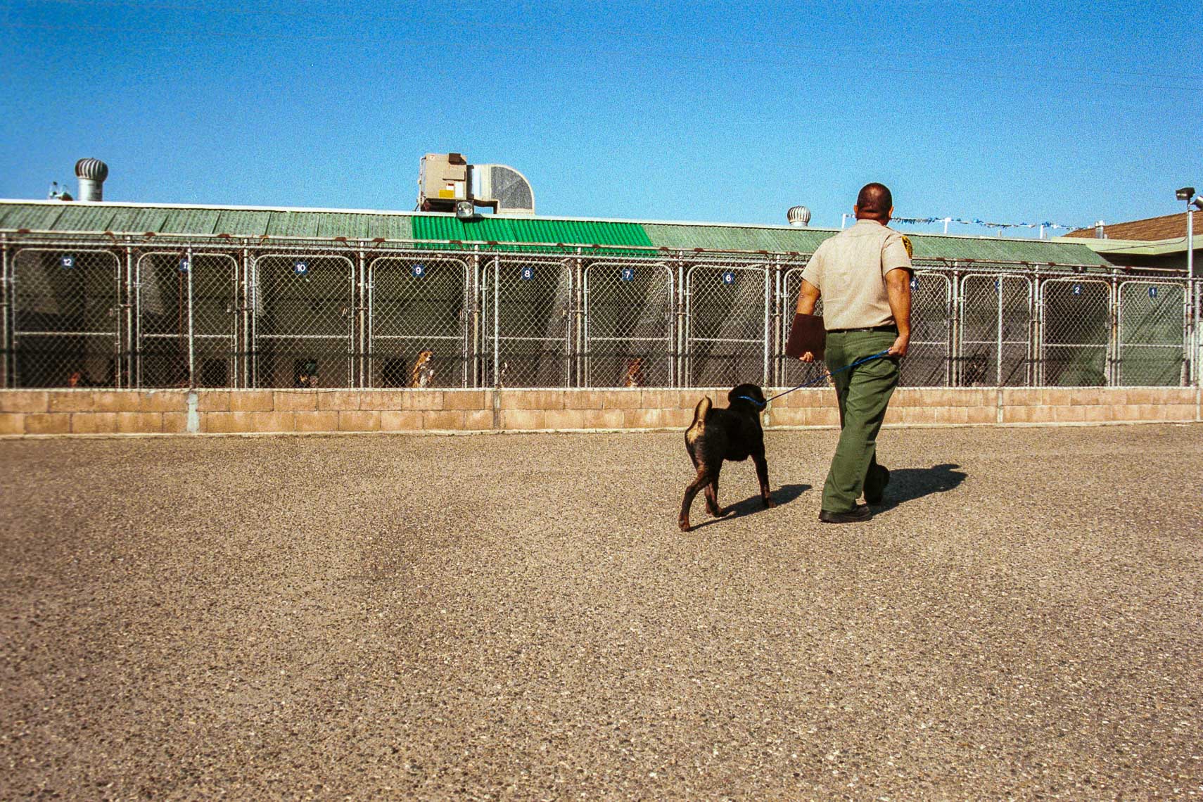 animal control officer leads stay dog into shelter