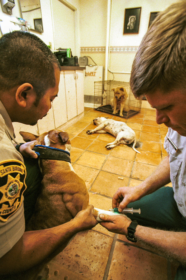 stay chow chow dog watches as another dog is injected with euthanasia drug pentobarbital to put it down