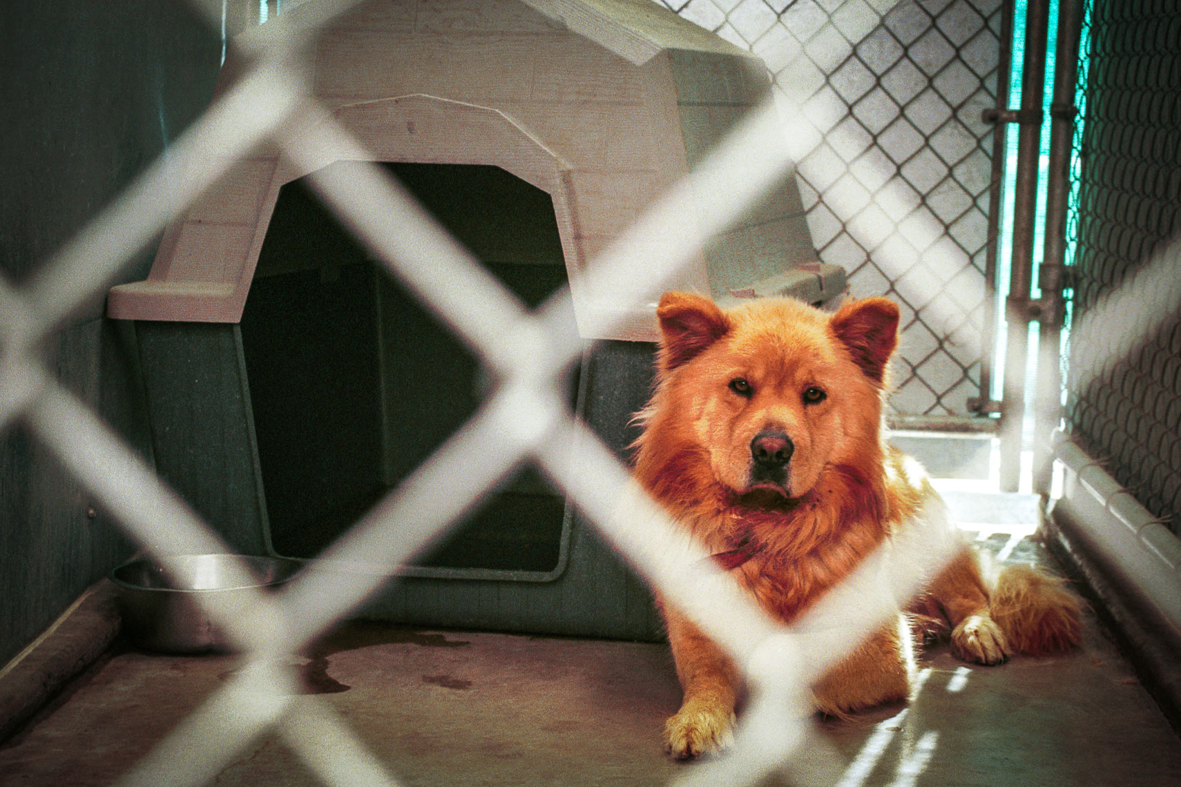 stray chow chow dog spends his last minutes of life at the animal shelter - santa barbara california