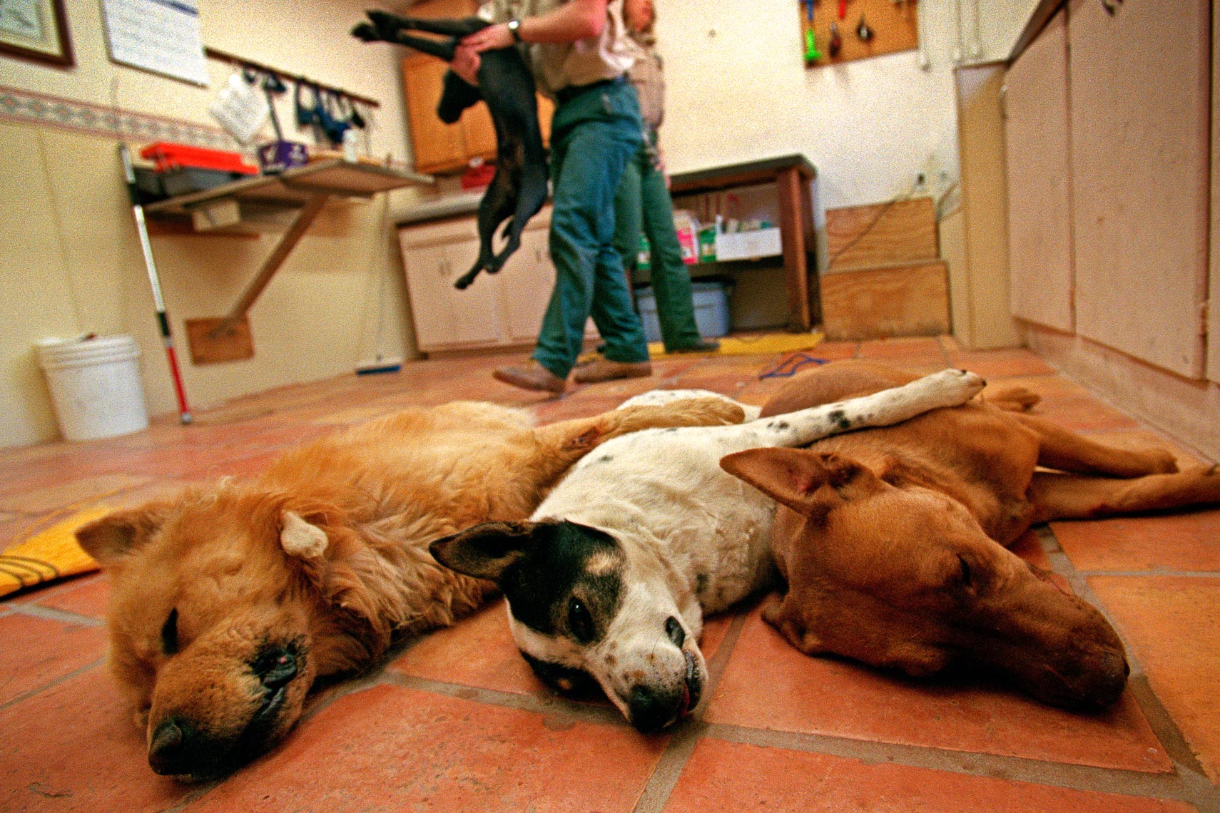 another dead dog is laid upon the pile - animal shelter euthanasia - santa barbara califonia