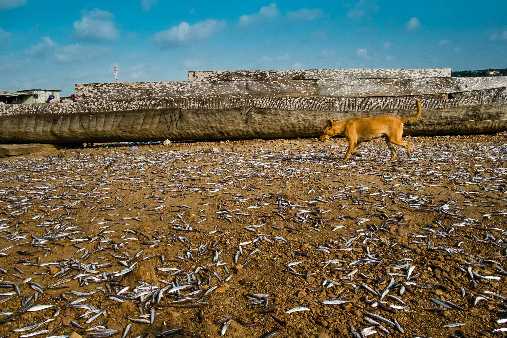 fish drying in the sun as dog walks by - teshie nungua