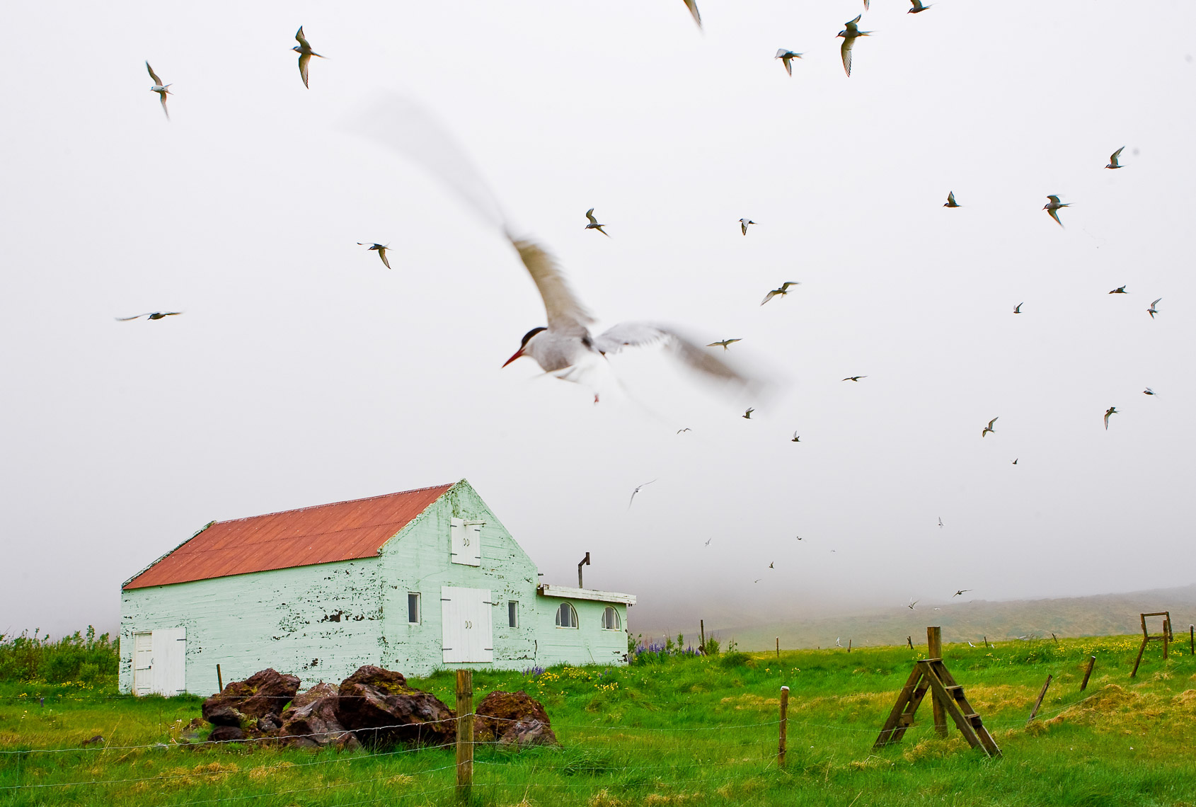 arctic tern dive bombs photographer over next in field of iceland