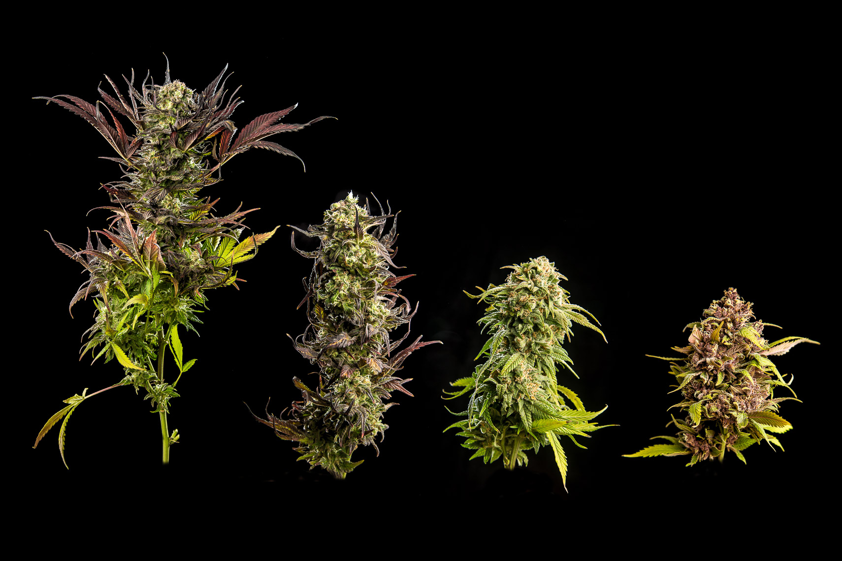 marijuana cannabis buds flowers on display