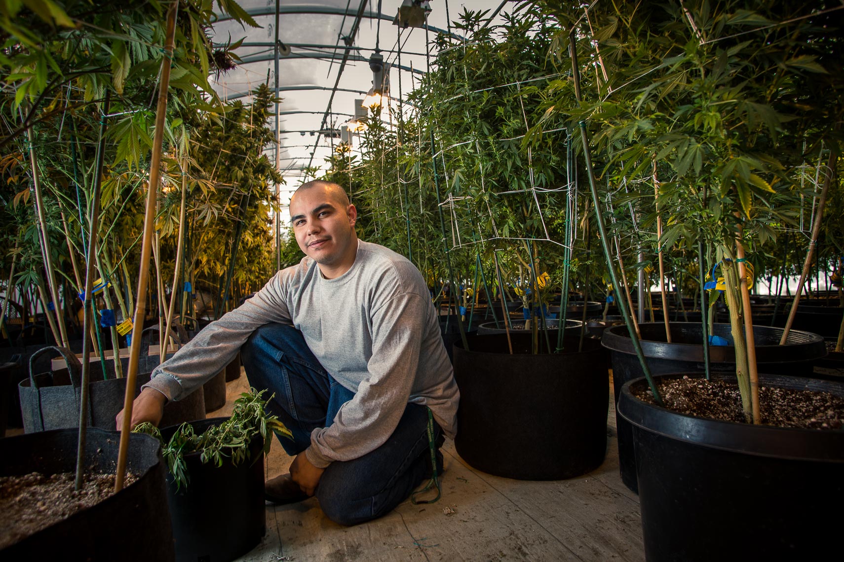 greenhouse worker trimming pruning cannabis marijuana plants denver colorado