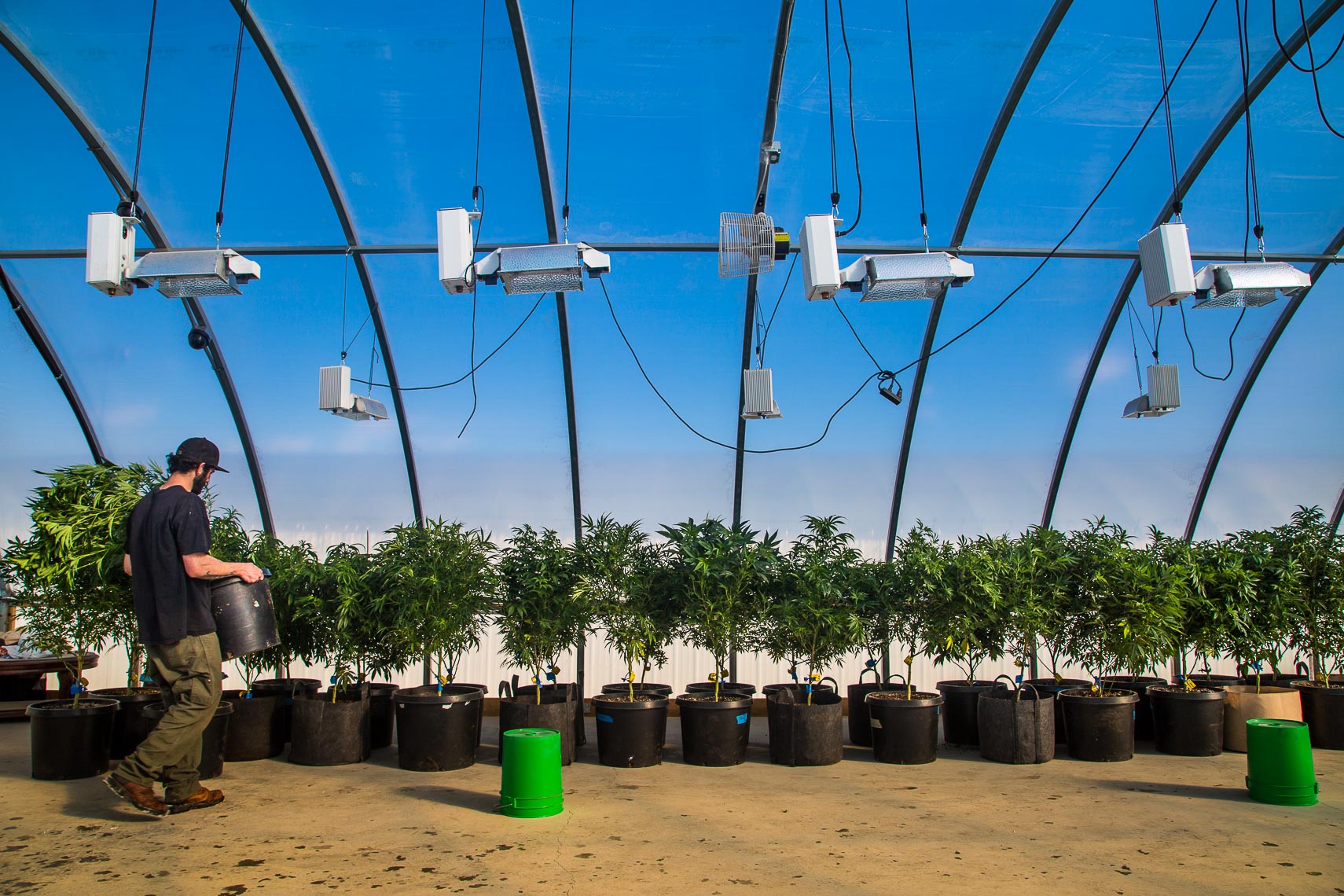 marijuana cannabis plants inside greenhouse in colorado