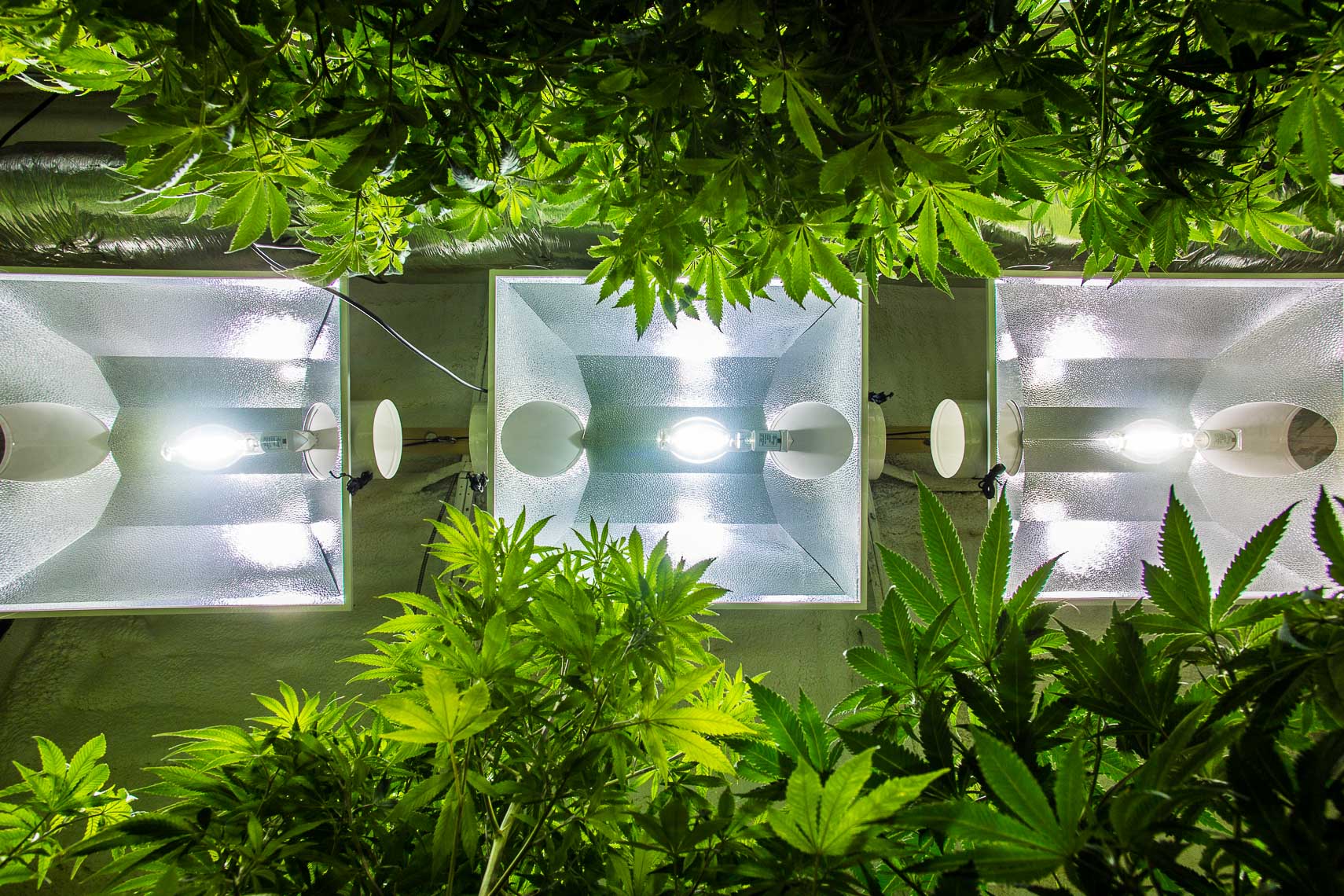high intensity lights used to grow marijuana cannabis indoors 