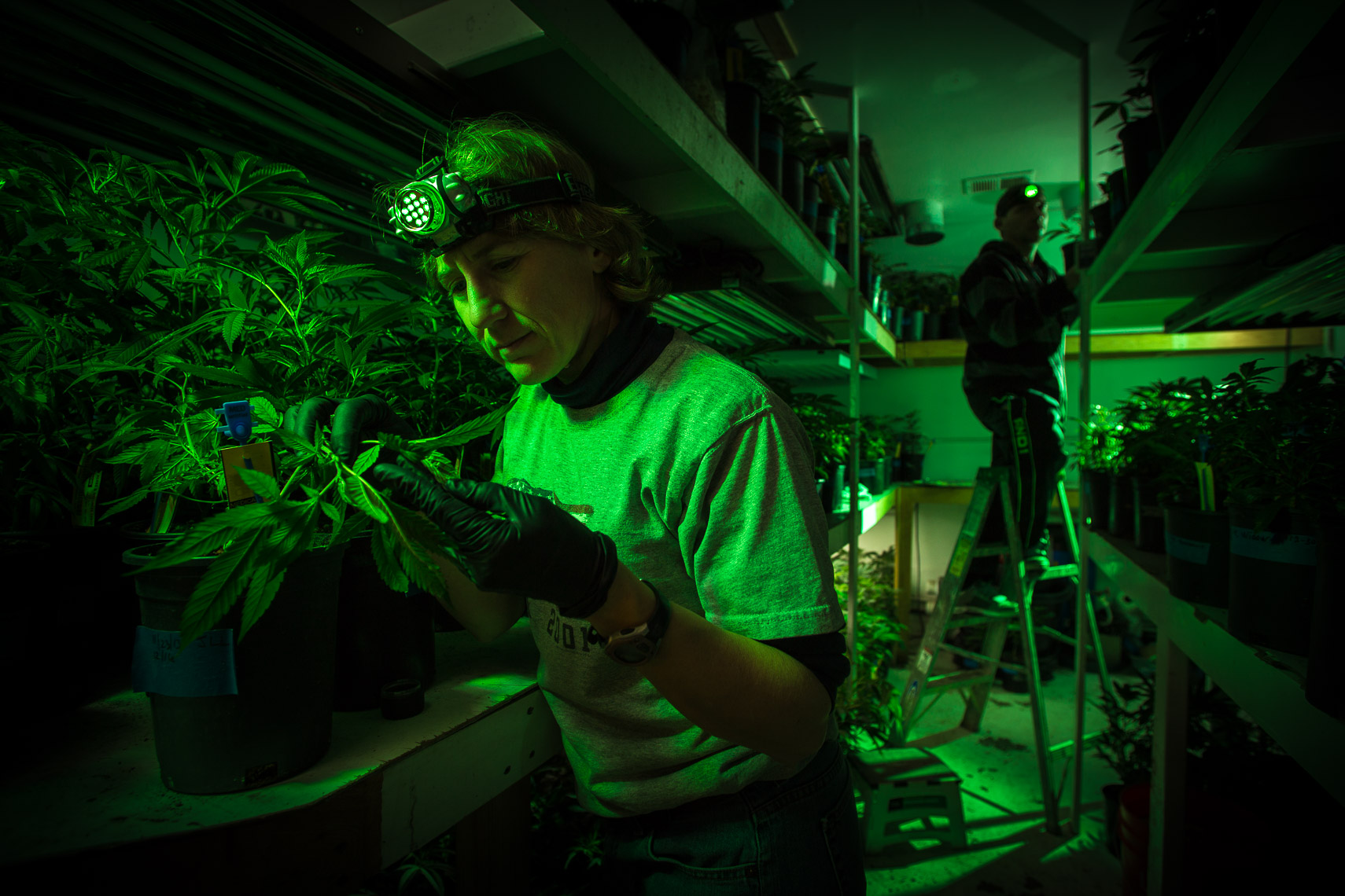 green lights used to inspect cannabis marijuana plants at night