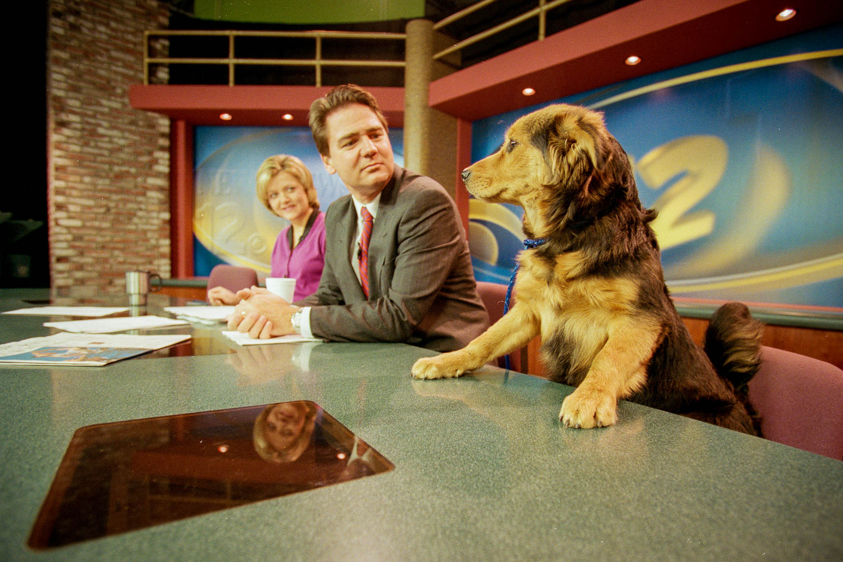 stray dog gets a huge opportunity - appears on local news station noon broadcast - santa barbara california