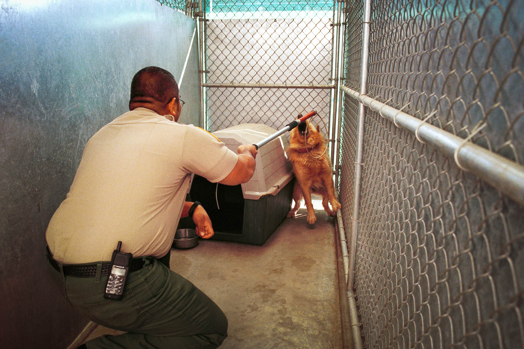 stray chow chow dog is caught by officer and to be euthanized - santa barbara california