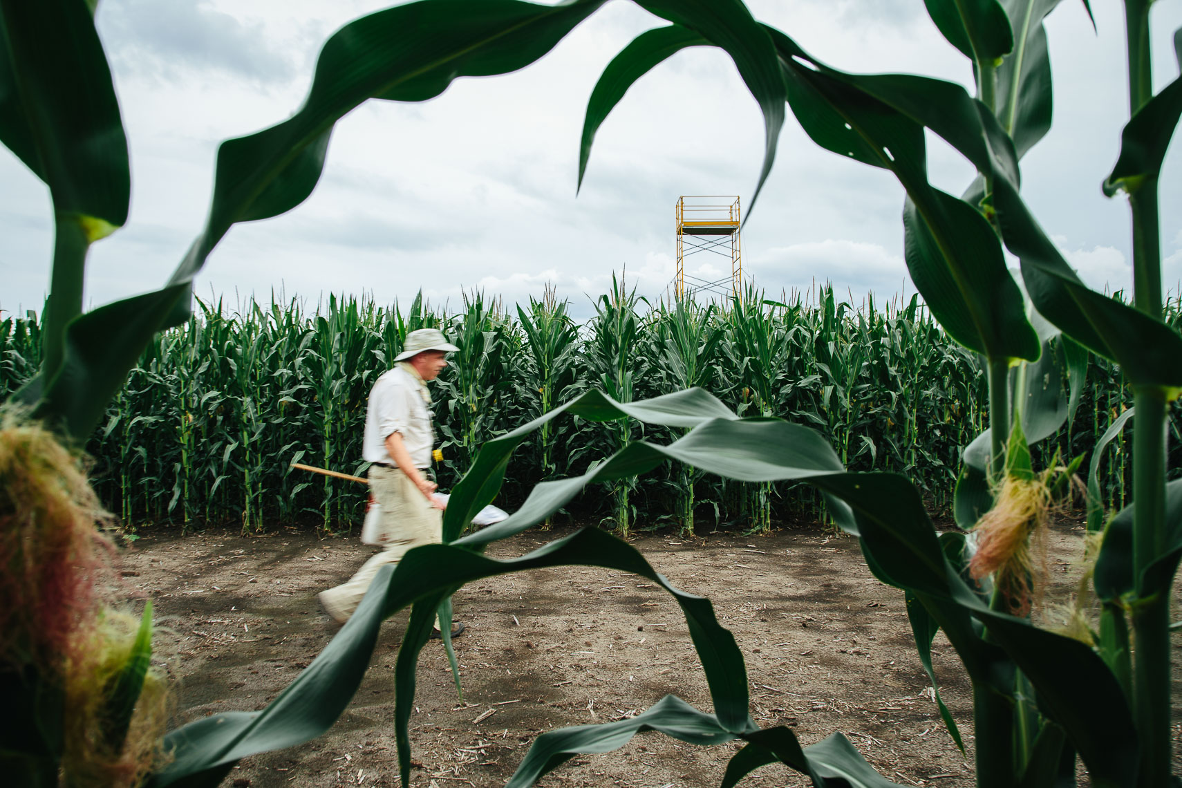 Dr Joseph Spencer walks to the scaffolding in cornfield 