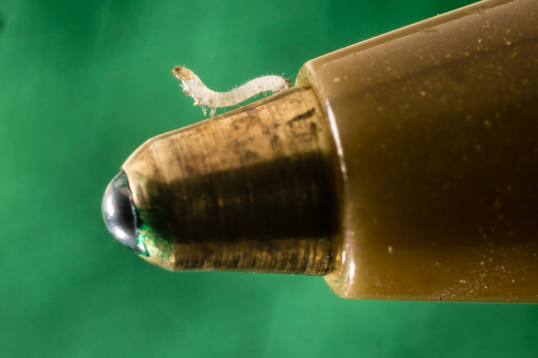 corn rootworm larvae on the tip of a ballpoint pen
