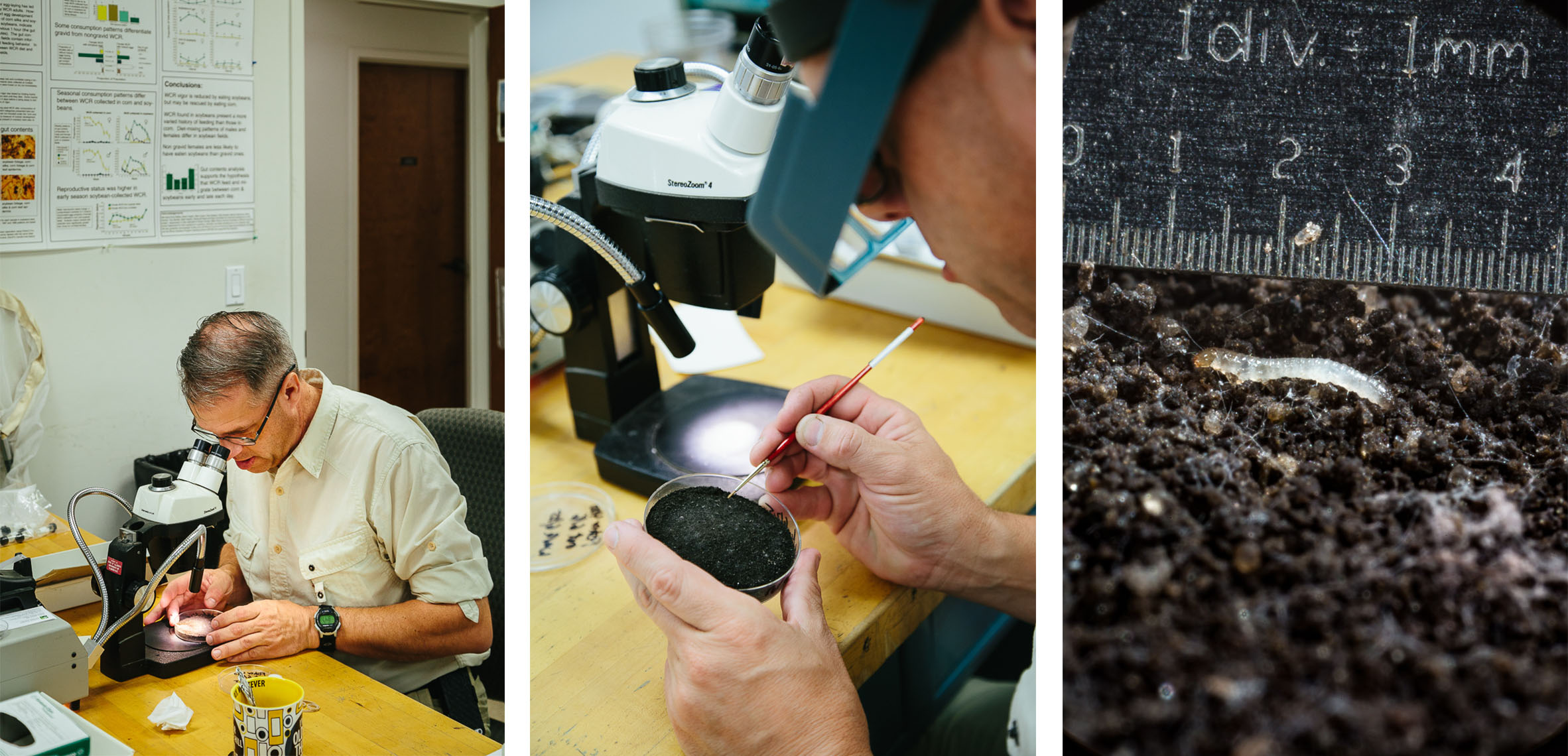 dr joseph spencer uses a microscope to view corn rootworm larvae in the lab