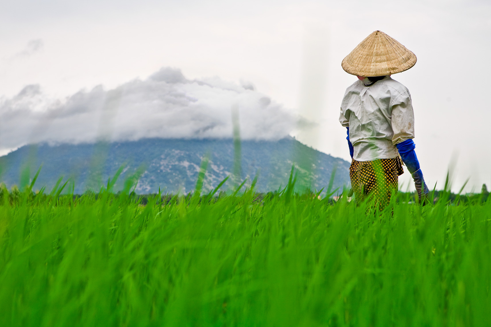 a rice planter in vietnam looks at black lady mountian